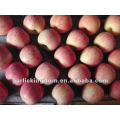 Yantai Fuji Apples (Stripe layer 100-113-125 20kg)